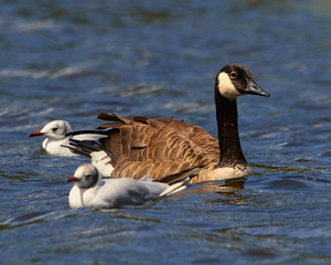Kanadagans zusammen mit Schwalben auf einem See