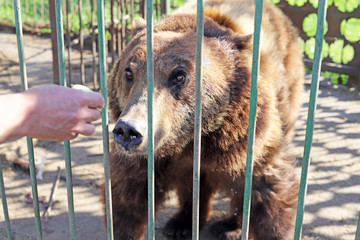 To hand-feed a bear. Big bear, behind bars, at the zoo.