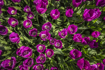 Obraz na płótnie Canvas Purple Tulips from above