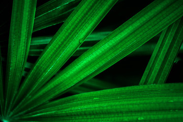 Fototapeta na wymiar The natural green leafs