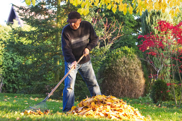 Senior man raking fallen leaves in garden at autumn 