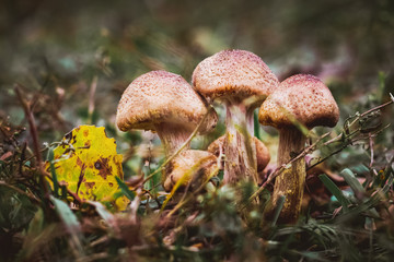 Honey fungus on herbs in the forest in a dark place_