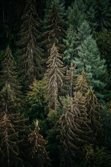 Landscape photograph of pine trees from above and with all different shades of green.