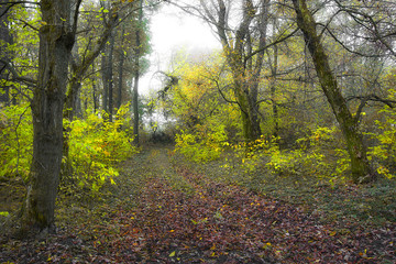 Obraz premium The road is in the woods among the trees in the autumn_