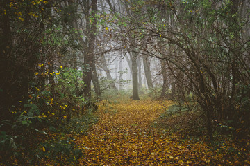 A gloomy misty day in the autumn forest. The road is in the forest_