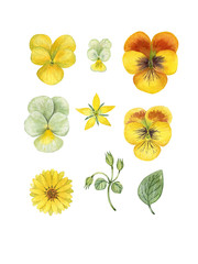 Pansy yellow flowers set. Watercolor hand painted pansies flowers. Can be used as print, postcard, invitation, greeting card, packaging design, textile, label, stickers.