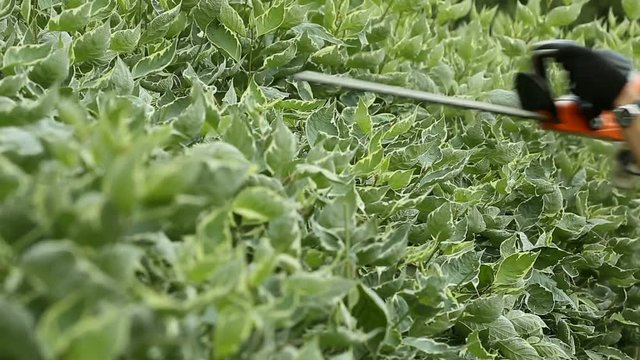 Gardener cuts electric scissors bush in garden of dern variegated