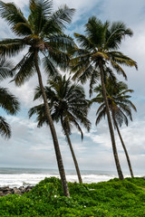 Fototapeta na wymiar Four palm trees by the coast lined with green creepers and clouded sky