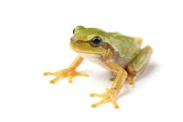 European tree frog (Hyla arborea) on white