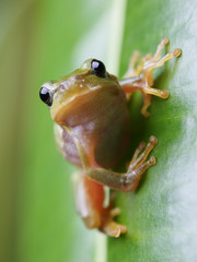 European tree frog sitting on green leaf