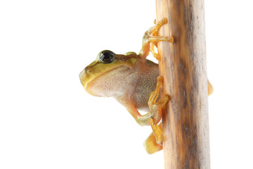 Tree frog is sitting on dry stem on white
