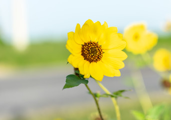 Fototapeta premium Bright Yellow Sunflower