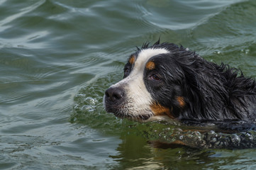 Ein Berner Sennenhund nimmt ein Bad in einem See. Zu sehen ist der Kopf des schwimmenden Hundes.
