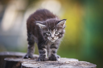 gray fluffy kitten Outdoor summer