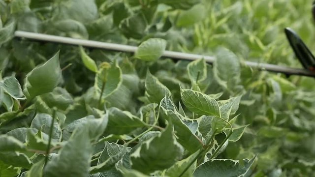 Gardener cuts electric scissors bush in garden of dern variegated