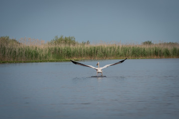 Pelican in flight
