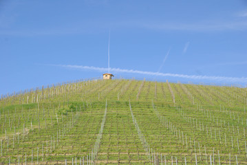 Vineyards of Langhe, Piedmont - Italy