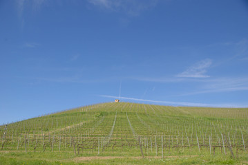 Vineyards of Langhe, Piedmont - Italy