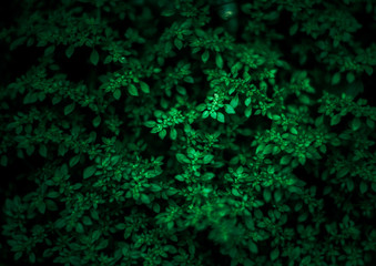 The natural green leafs