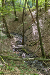 wild tiefenbach trail in the forest of sankt Wendel