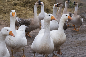 Gänse auf Bauernhof  Geese