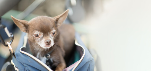 Adorable chocolate shorthair chihuahua relaxing in a blue bag