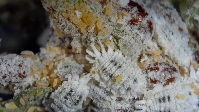 The citrus mealybug, Planococcus citri. Female mealy bugs are wingless, whitish scale-like insects, males are smaller and winged.