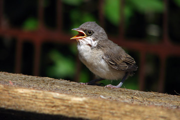 Bird Sparrow, sitting on a perch and chirping. Little bird.