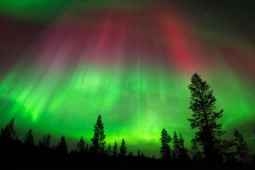 Fototapeta na wymiar Aurora Borealis, Northern Lights, above boreal forest in Northern Finland.