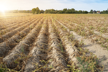 Ackerbau in Deutschland. Im heißen Sommer vernichtet die Trockenheit die angebauten Pflanzen. Die Pflanzen liegen vertrocknet in den Reihen auf dem ausgetrockneten, krustigen Erdboden. - obrazy, fototapety, plakaty