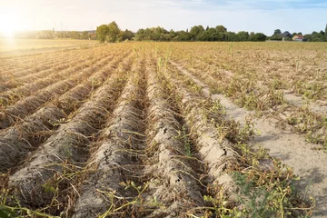Tragetasche Ackerbau in Deutschland. Im heißen Sommer vernichtet die Trockenheit die angebauten Pflanzen. Die Pflanzen liegen vertrocknet in den Reihen auf dem ausgetrockneten, krustigen Erdboden. © Tanja Esser