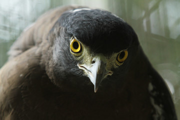 eyes