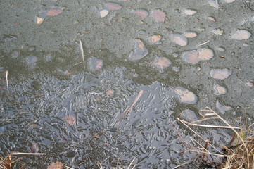 Liście zamarznięte w lodzie podczas odwilży