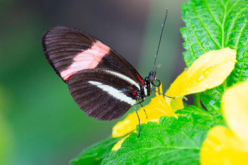 butterfly 3
