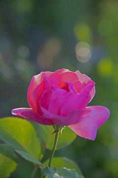 FLOWERS - Rose in a sunlight