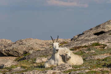 Mountain Goat Nanny and Kid