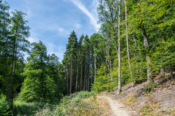 Wanderung über einen schmalen Pfad in den Wald