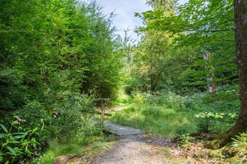 Eine einsame Br&uuml;cke  im Wald bei Wermelskirchen
