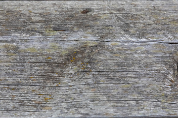 gray wood background close-up Texture