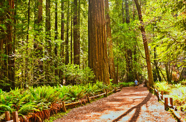 Redwood Trail