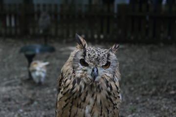 Owl Dark Background