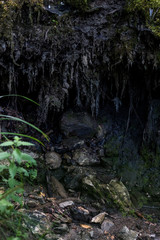 Hanging moss and dirt from root (Zlaca, Bosnia)