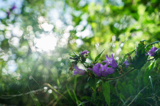 Blue Bell Flowers in the sun. Beautiful meadow field with wildflowers close up