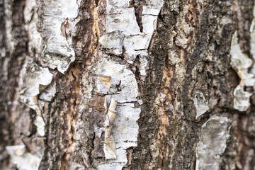 Birch trunk, bark, white and black surface. Screensaver on your desktop.