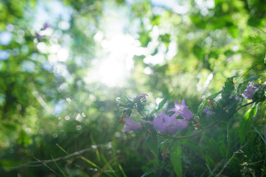 Blue Bell Flowers in the sun. Beautiful meadow field with wildflowers close up