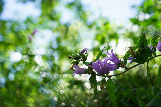 Blue Bell Flowers in the sun. Beautiful meadow field with wildflowers close up