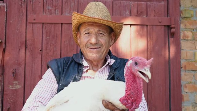 An elderly farmer in a straw hat is holding a live white turkey. Portrait of a man with a white turkey on the background of the farm
