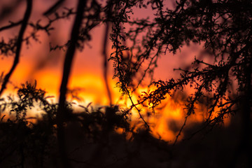 Sunset through the trees