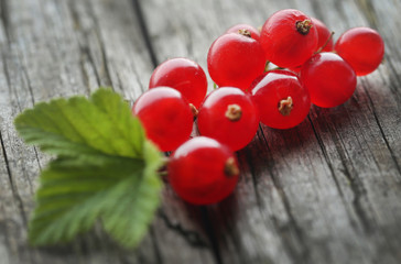 Fresh red currant