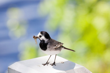 Wagtail bird with insects in beak
